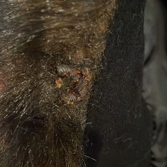 Vintage Albert Nipón 🧥 coat - Picture 11 of 12